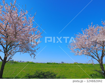 土手に咲く桜 124882842