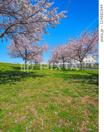 春の青空の下、満開の桜が咲く江戸川堤の風景 124882844