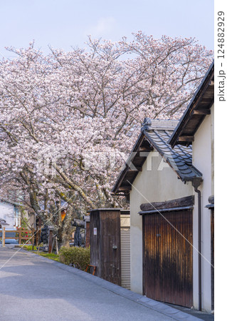 満開の桜 かわらミュージアムの窯(滋賀県近江八幡) 満開の桜 かわらミュージアムの窯(滋賀県近江八幡) 124882929