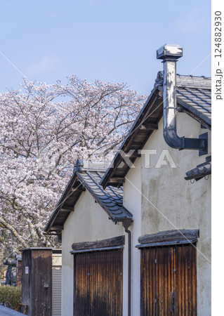 満開の桜 かわらミュージアムの窯(滋賀県近江八幡) 満開の桜 かわらミュージアムの窯(滋賀県近江八幡) 124882930