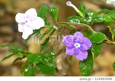 Brunfelsia uniflora purple flower with drop of water blooming from branch in garden on summer Brunfelsia uniflora purple flower with drop of water blooming from branch in garden on summer 124883006