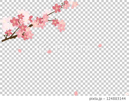 桜 桜 124883144