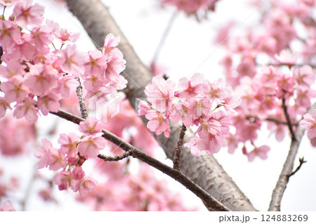 早咲きのピンクの桜 早咲きのピンクの桜 124883269