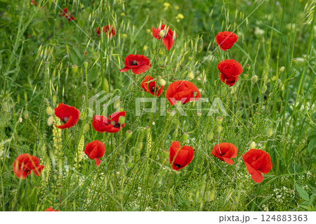 Blooming poppies with bold red petals in lush green grass. Wild poppies flowers, vibrant spring countryside landscapes. Natural summer floral background 124883363