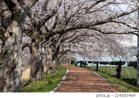 京都府宇治田原町の桜並木 京都府宇治田原町の桜並木 124883464