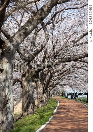 京都府宇治田原町の桜並木 124883465
