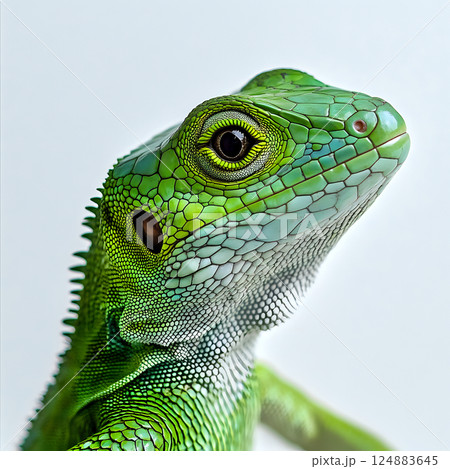 Closeup of a textured green lizard on a clean white background 124883645