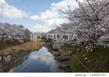 京都府宇治田原町の桜並木と川 124883737