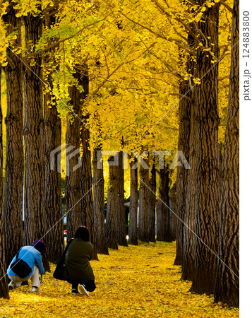 銀杏並木 124883800