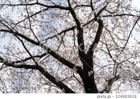 桜の枝越しに見る春空① 桜の枝越しに見る春空① 124883818