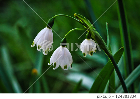 かわいいベルのような形のスズランの咲く風景 かわいいベルのような形のスズランの咲く風景 124883834