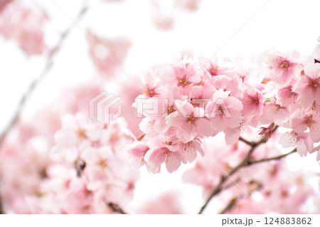 早春のピンクの大漁桜 124883862