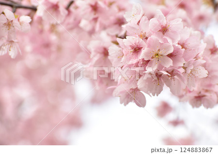 早春のピンクの大漁桜 早春のピンクの大漁桜 124883867