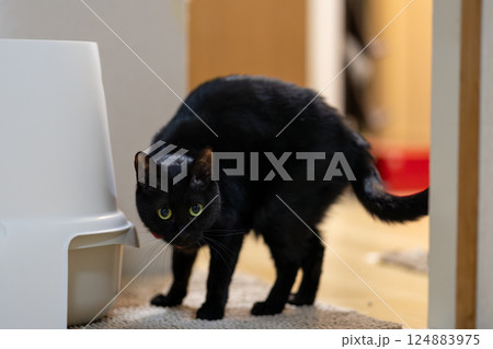 黒猫 黒猫 124883975