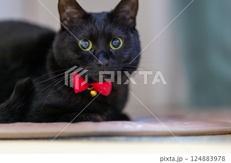 黒猫 黒猫 124883978