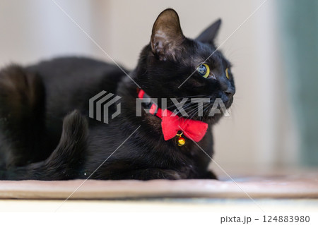 黒猫 黒猫 124883980