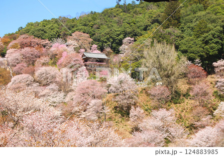 世界遺産　吉野大峯の満開の桜 124883985