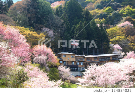 世界遺産 吉野山の満開の桜とケーブル 世界遺産 吉野山の満開の桜とケーブル 124884025