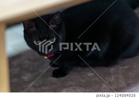 くろねこ くろねこ 124884028