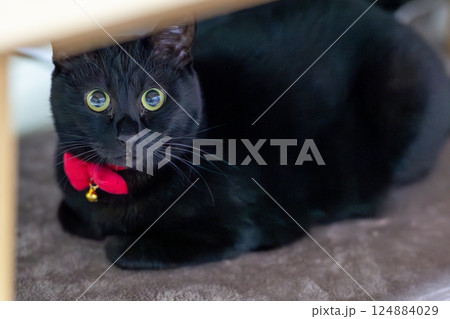 くろねこ 124884029