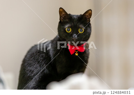 くろねこ 124884031