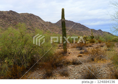 San Tan Mountains Sonora Desert Arizona San Tan Mountains Sonora Desert Arizona 124884136
