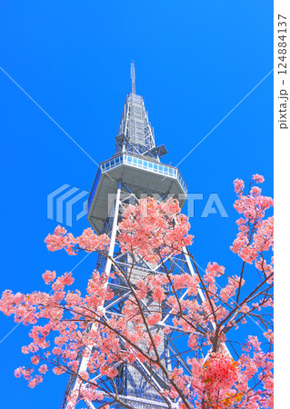 愛知県名古屋市、河津桜と名古屋テレビ塔の風景 124884137