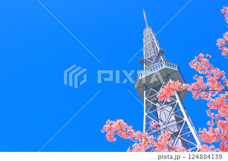 愛知県名古屋市、河津桜と名古屋テレビ塔の風景 愛知県名古屋市、河津桜と名古屋テレビ塔の風景 124884139