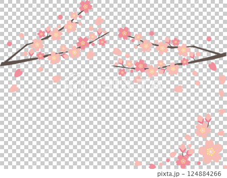 Cherry Blossoms	 124884266