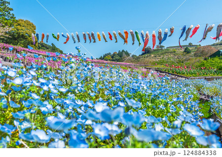 ネモフィラと芝桜とチューリップと鯉のぼり　【静岡県御前崎市】 124884338