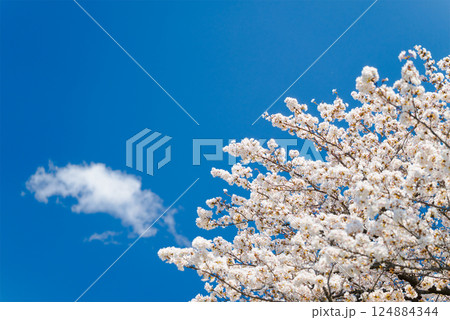 多摩川沿いに咲く桜と春の空｜狛江・登戸・調布エリアの春風景 124884344