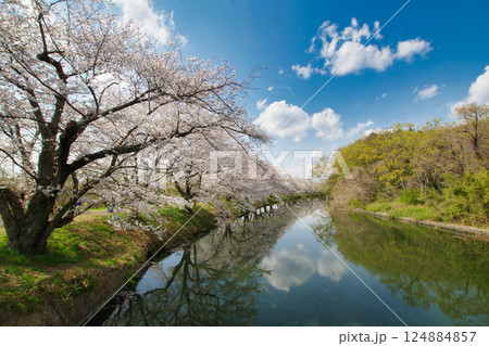春の水辺 春の水辺 124884857