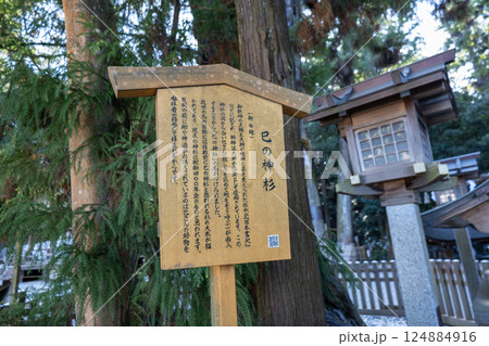 奈良県大神神社/巳の神杉(2024年11月撮影) 奈良県大神神社/巳の神杉(2024年11月撮影) 124884916