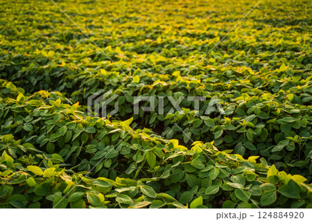 Vibrant soybean plants leaves growing on cultivated agricultural field at sunset. Green soybean crop at agricultural farm field. 124884920
