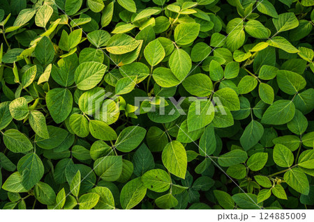 Soybean plants leaves close up on a field. Green soy bean crop plants at agricultural farm field. Vibrant soybean green crops. Top view. Soybean plants leaves close up on a field. Green soy bean crop plants at agricultural farm field. Vibrant soybean green crops. Top view. 124885009