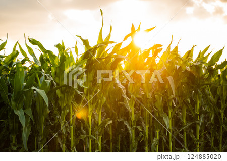 Corn plants on agricultural field. Fresh green leaves of corn seedlings. Corn plants on agricultural field. Fresh green leaves of corn seedlings. 124885020