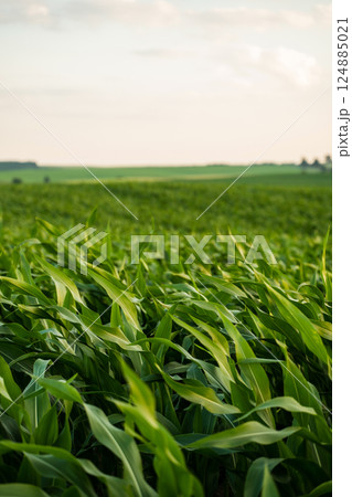 Corn plants on agricultural field. Row of green leaves of young growth corn on organic field. 124885021