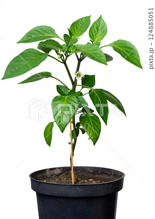 A flowering green seedling of young red pointed pepper in a plastic pot on a white isolated background. Yellow flower ready for pollination. 124885051