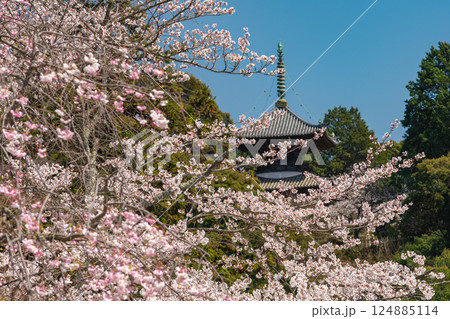 桜咲く寺社境内からの展望イメージ【岡山県倉敷市】 桜咲く寺社境内からの展望イメージ【岡山県倉敷市】 124885114