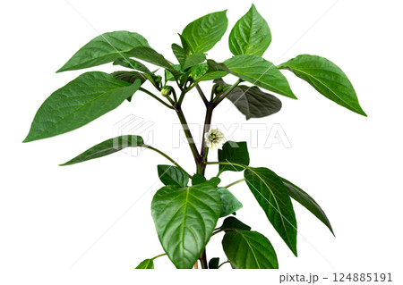 A flowering green seedling of young red pointed pepper in a plastic pot on a white isolated background. Yellow flower ready for pollination. 124885191