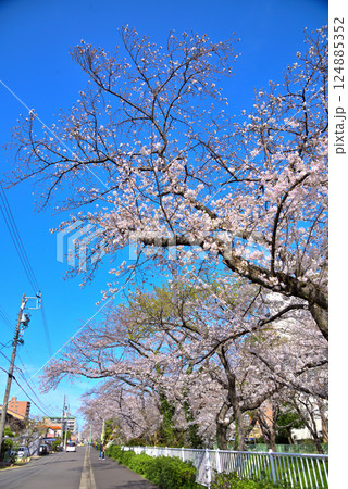 《愛知県》名古屋市北区　御用水跡街園の桜並木 124885352