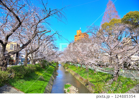 《愛知県》名古屋市北区　御用水跡街園の桜並木 124885354