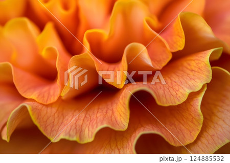 Exploring the vibrant layers of a marigold flower showcasing soft curves and warm colors. Floral elegance concept 124885532