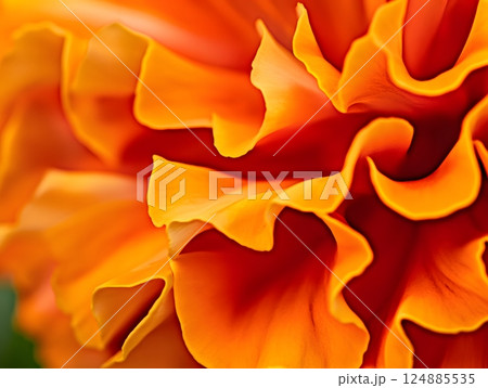Capturing the radiance of marigold petals in detail, showcasing vibrant orange hues and soft textures. Floral photography concept Capturing the radiance of marigold petals in detail, showcasing vibrant orange hues and soft textures. Floral photography concept 124885535