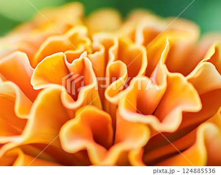 Capturing the radiance of marigold petals in detail, emphasizing rich orange colors and floral textures. Nature close-up concept Capturing the radiance of marigold petals in detail, emphasizing rich orange colors and floral textures. Nature close-up concept 124885536