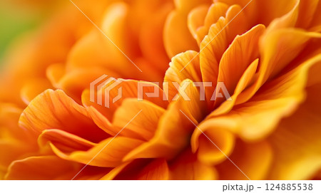 Macro perspective on the intricate beauty of marigolds, showcasing vibrant colors and delicate petal structures. Nature concept Macro perspective on the intricate beauty of marigolds, showcasing vibrant colors and delicate petal structures. Nature concept 124885538