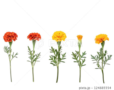 An illustrative guide to stages of marigold flowers in harmonious growth featuring colorful blooms and vibrant green leaves. Botanical concept 124885554