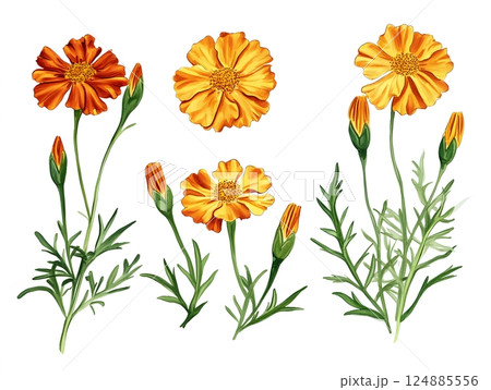 A detailed visual representation of marigold flowers capturing various growth stages in vibrant colors and lush green foliage. Botanical illustration concept A detailed visual representation of marigold flowers capturing various growth stages in vibrant colors and lush green foliage. Botanical illustration concept 124885556