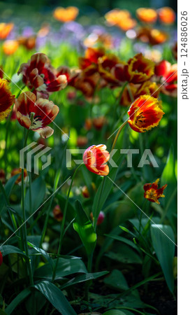 Soft focus on tulip flower among other vibrant red orange floral plants growing in flowerbed. Soft focus on tulip flower among other vibrant red orange floral plants growing in flowerbed. 124886026