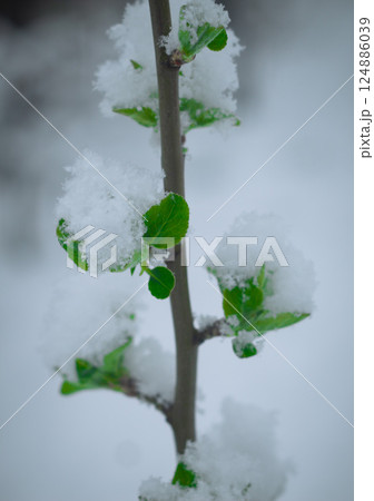 Snow on the cherry 124886039